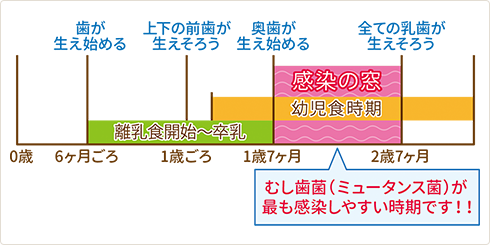 約1歳7か月〜2歳7か月頃までの乳歯が生え揃うまでの時期 ミュータンス菌がもっとも感染しやすい時期
